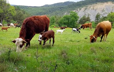 La vache et son veau