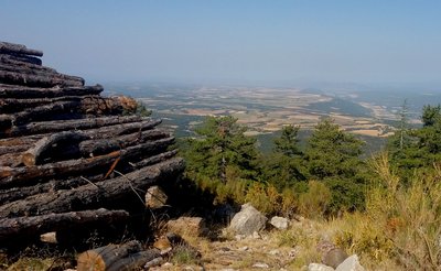 Coupe de bois des forestiers