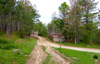 Coupe de bois