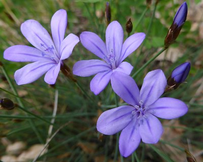 Aphyllanthes monspeliensis