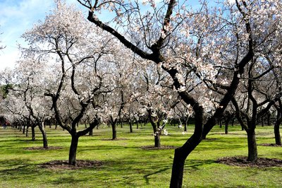 Champs d'amandiers en fleurs