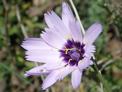 Catananche caerulea