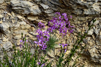 La Julienne laciniée (Hesperis laciniata)