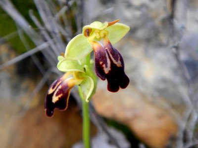 L'Ophrys Lupercalis