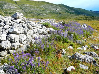 La lavande sauvage