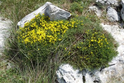 Gênet de Lobel en fleur