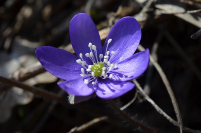Fleur d'anémone hépatique