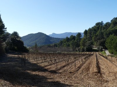 Vignobles du quartier les Hélianthes
