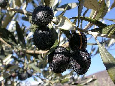La variété "Tanche" est l'olive typique de Nyons