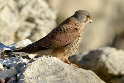 Faucon crécerelle