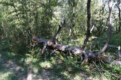 Les bois morts sont caractéristiques des "veilles forêts"