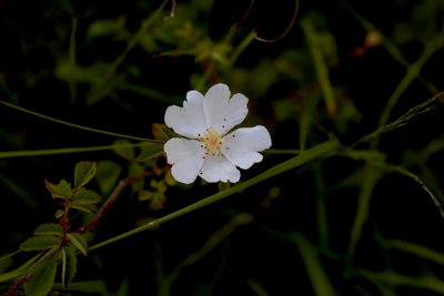 Fleur du Rosa Canina