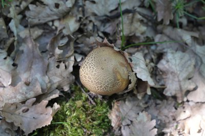 Champignon du plateau de Pié-Léger