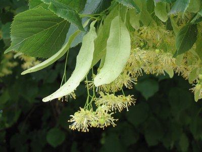 Inflorescence d'un tilleul