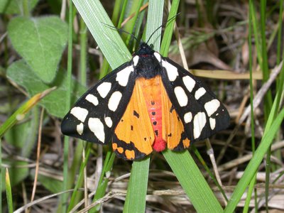 Papillon écaille chinée
