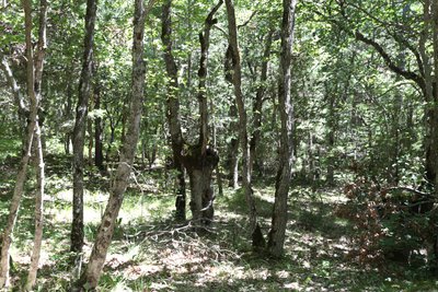 Bois de Revuaire