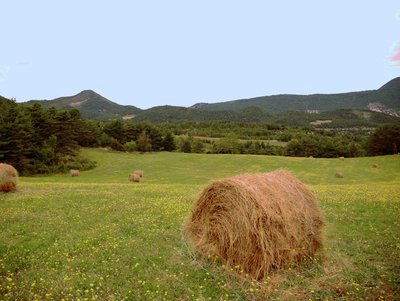 Champs pour fourrage à Laborel