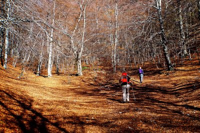 Forêt de Hêtre de Lure à l'automne
