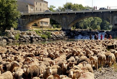 Troupeau au bord du Verdon