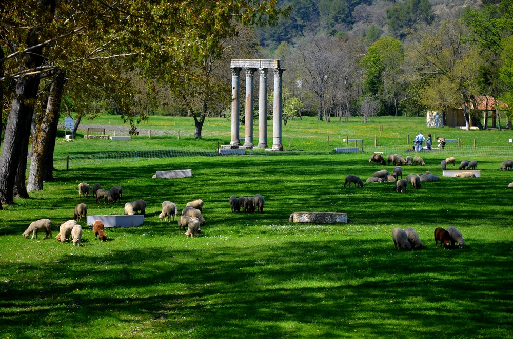 Le troupeau sous les colonnes