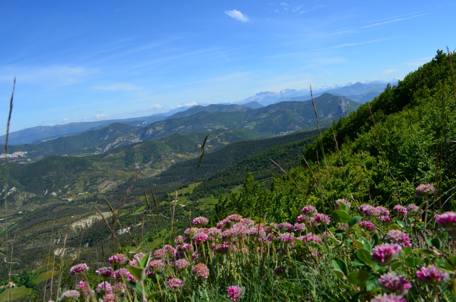 Les Ecrins en arrière plan depuis la Montagne de Chabre
