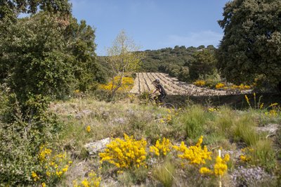 Champ à Guillestre