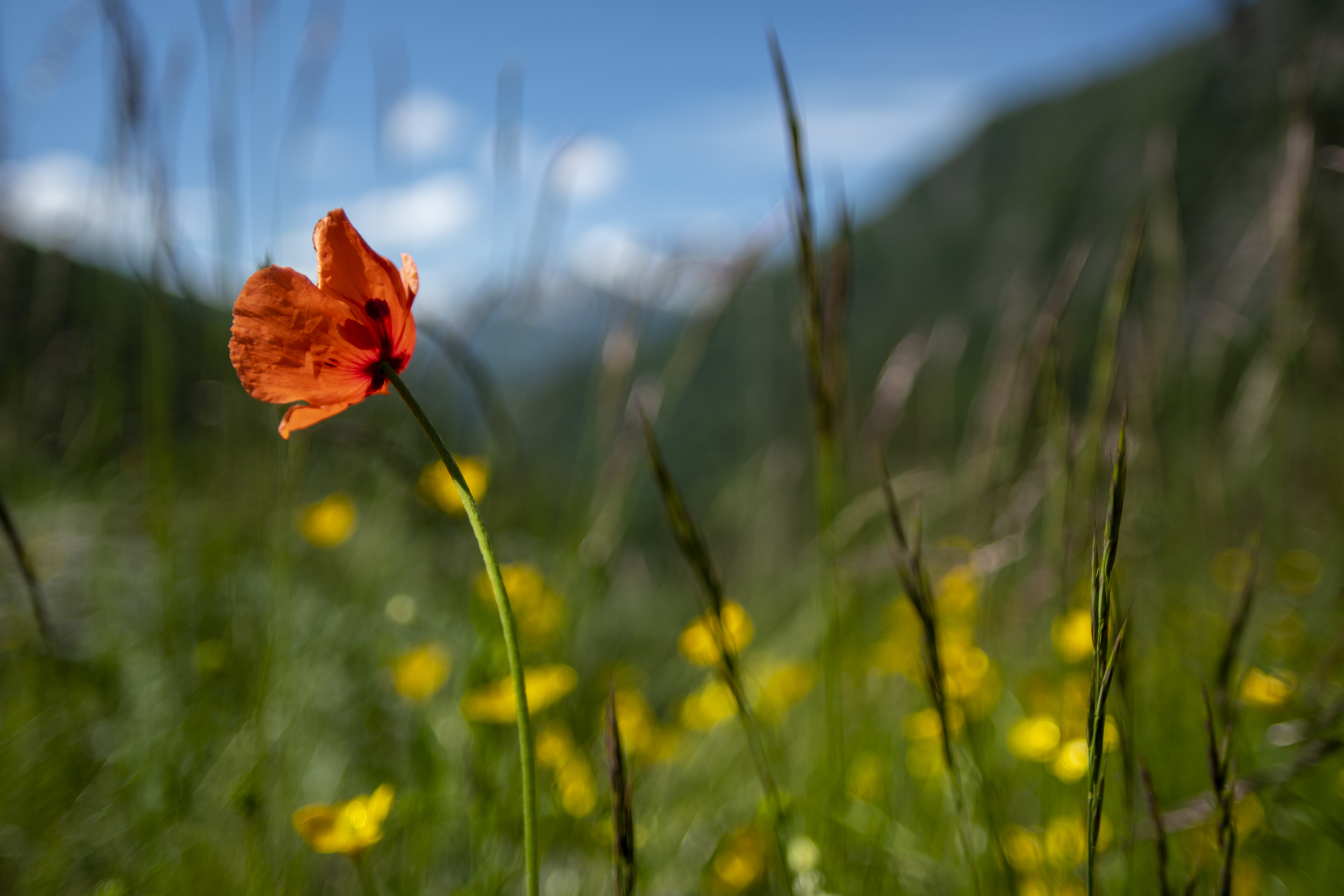Coquelicot