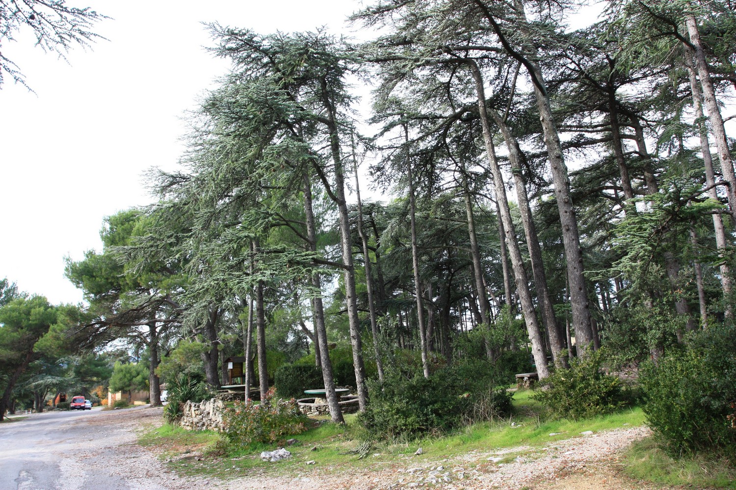 Cédraie de Cabrières-d'Avignon