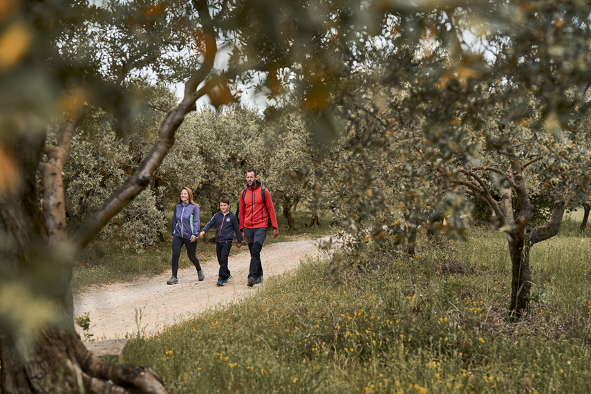 Marcheur dans les oliviers