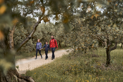 Marcheur dans les oliviers
