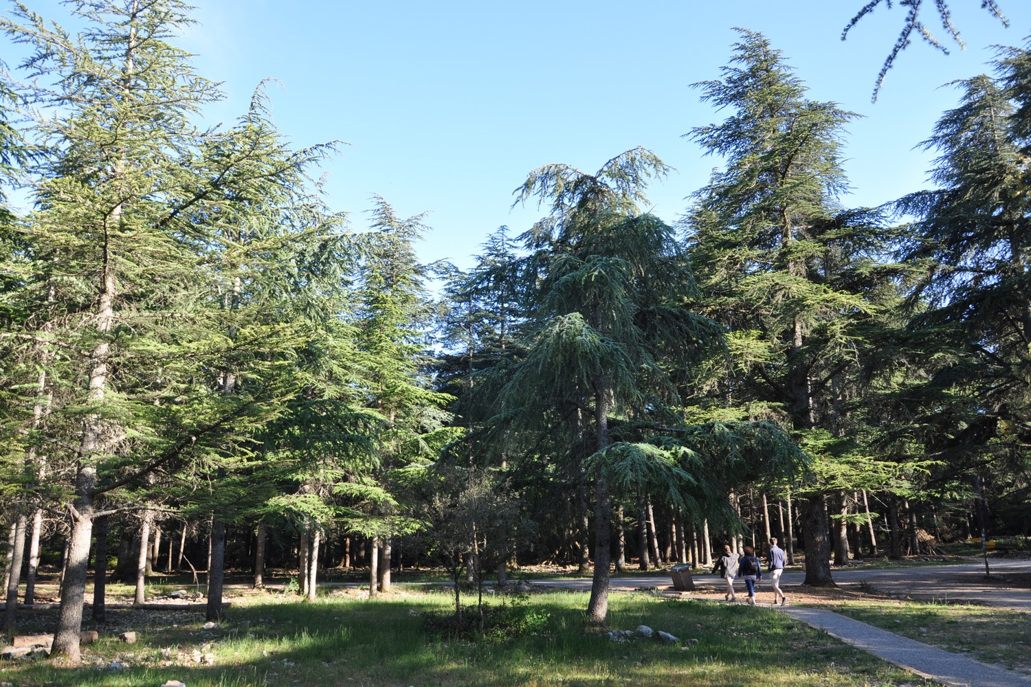 Bois du Pré de Roustan