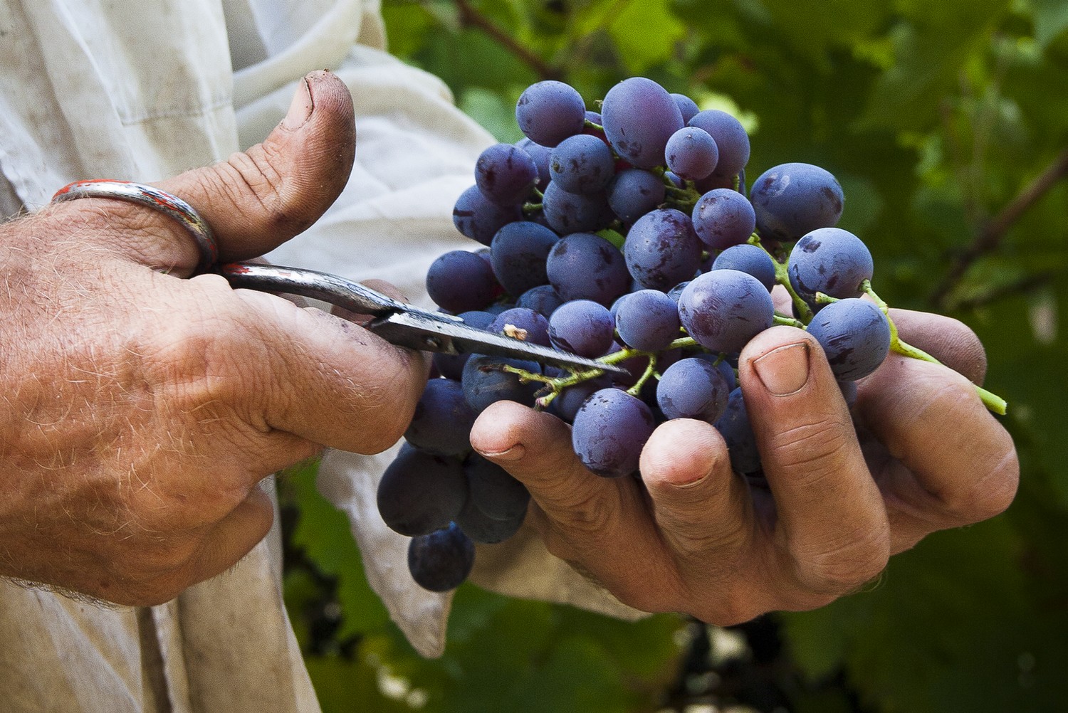 Grappe de raisin Merlot