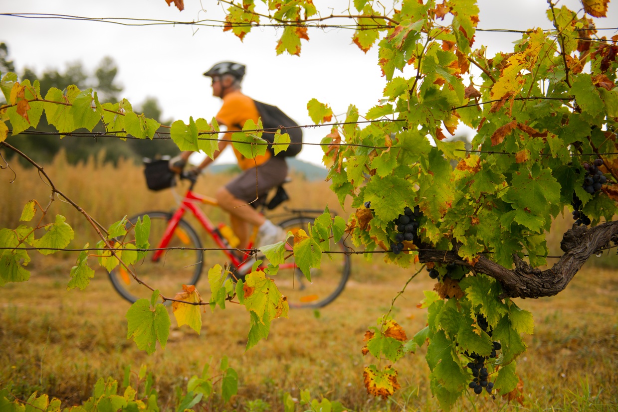 Vignes à l'automne