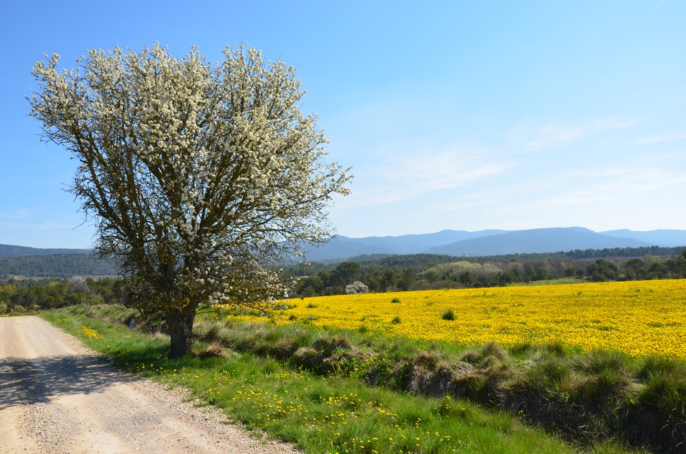 Clairières sur le chemin de Fox-Amphoux