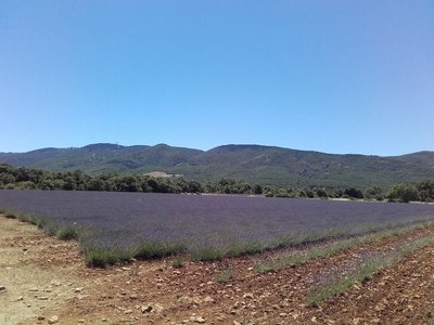 Lavandins et Grand Luberon