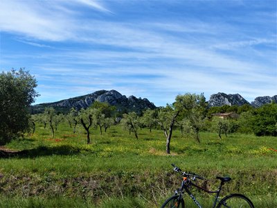 Oliveraie au pied des Calans