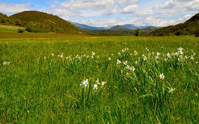 Les prairies de Saint Pierre