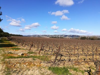Parcelle viticole autour de Lamanon